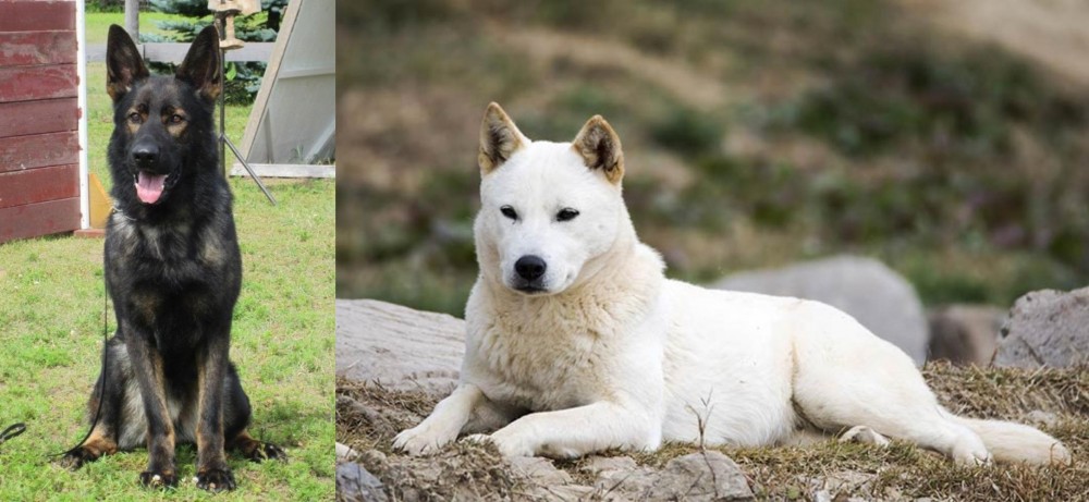 Jindo vs East German Shepherd - Breed Comparison