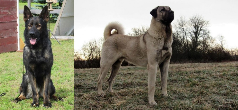 Kangal Dog vs East German Shepherd - Breed Comparison