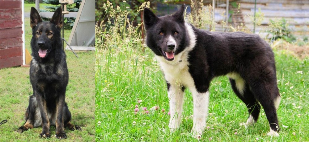 Karelian Bear Dog vs East German Shepherd - Breed Comparison