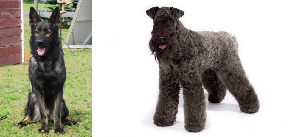 Kerry Blue Terrier vs East German Shepherd - Breed Comparison