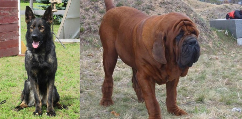 Korean Mastiff vs East German Shepherd - Breed Comparison