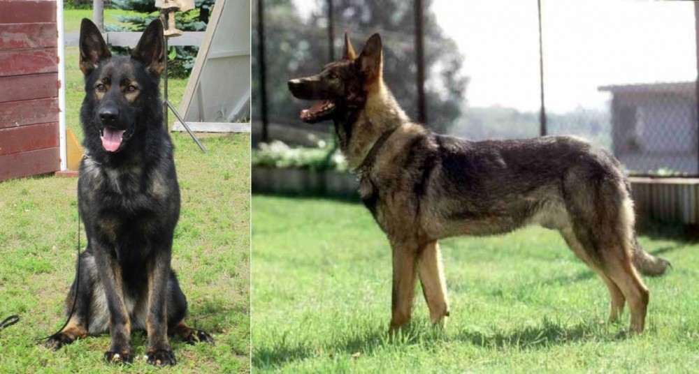 Kunming Dog vs East German Shepherd - Breed Comparison