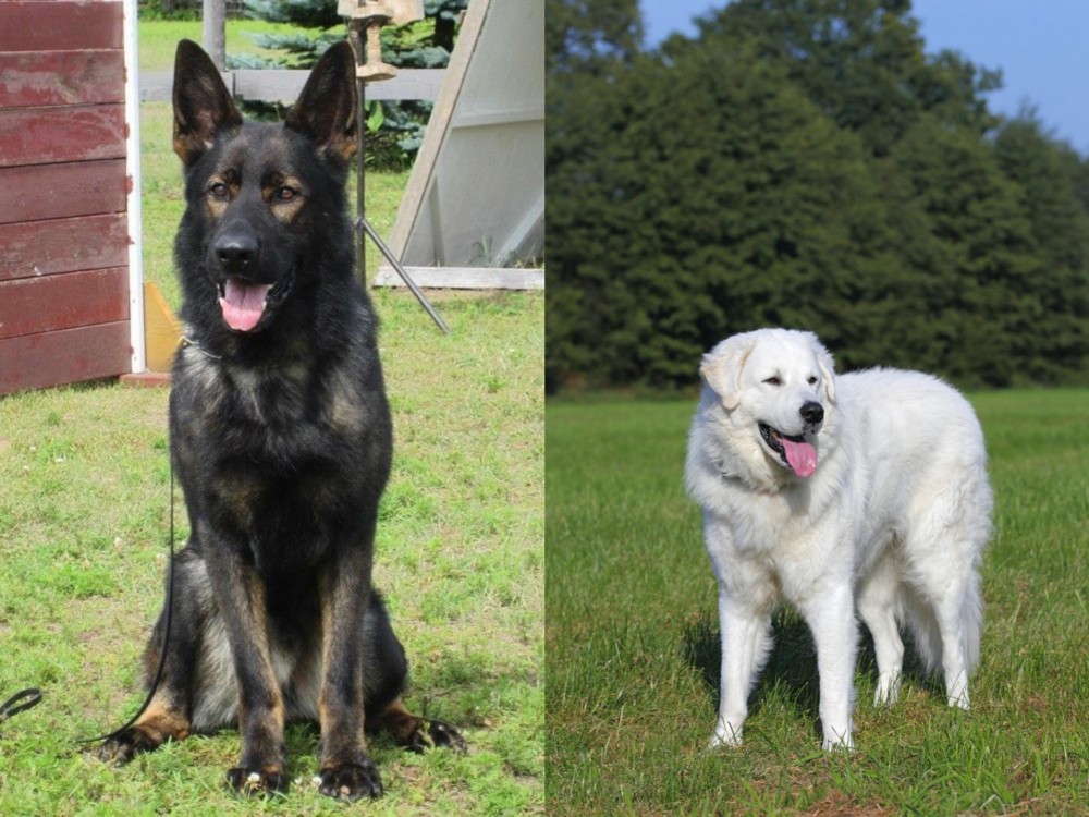 Kuvasz vs East German Shepherd - Breed Comparison