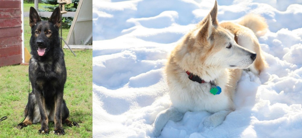 Labrador Husky vs East German Shepherd - Breed Comparison