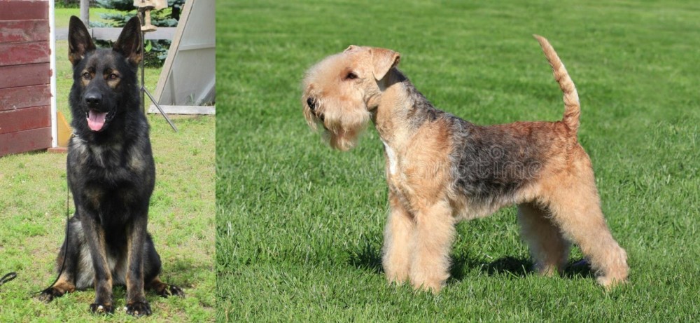 Lakeland Terrier vs East German Shepherd - Breed Comparison