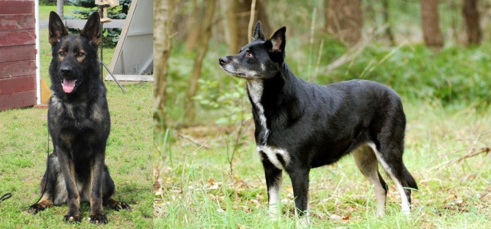 Lapponian Herder vs East German Shepherd - Breed Comparison