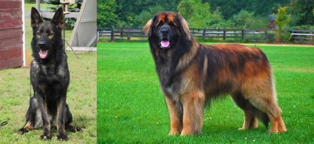 Leonberger vs East German Shepherd - Breed Comparison