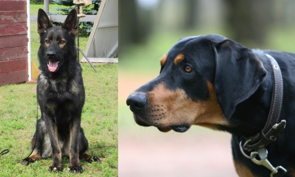 Lithuanian Hound vs East German Shepherd - Breed Comparison