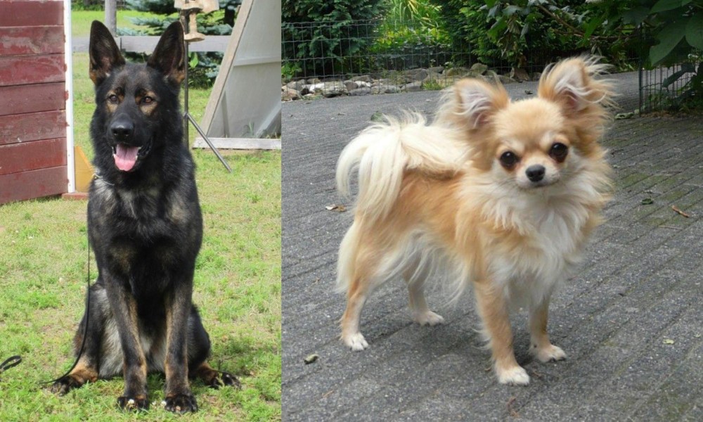 Long Haired Chihuahua vs East German Shepherd - Breed Comparison