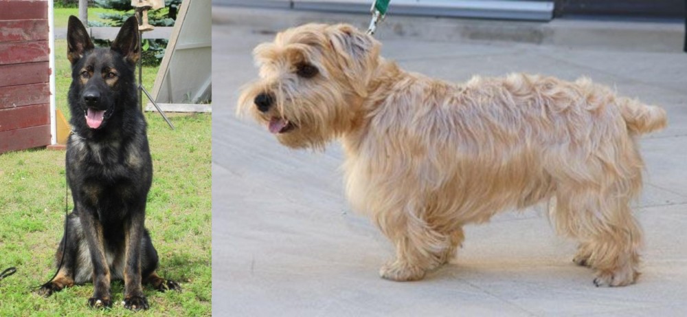 Lucas Terrier vs East German Shepherd - Breed Comparison