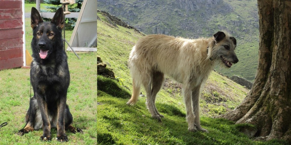 Lurcher vs East German Shepherd - Breed Comparison