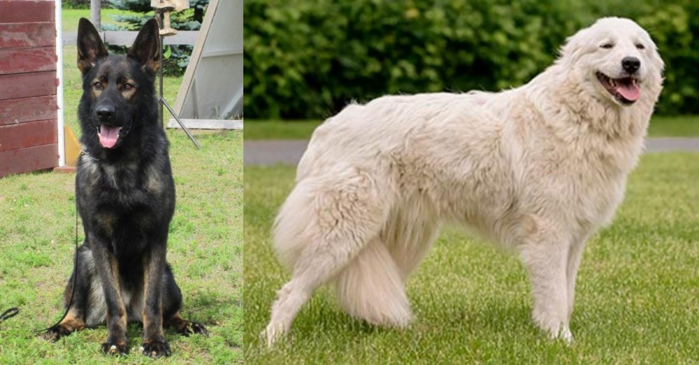 Maremma Sheepdog vs East German Shepherd - Breed Comparison