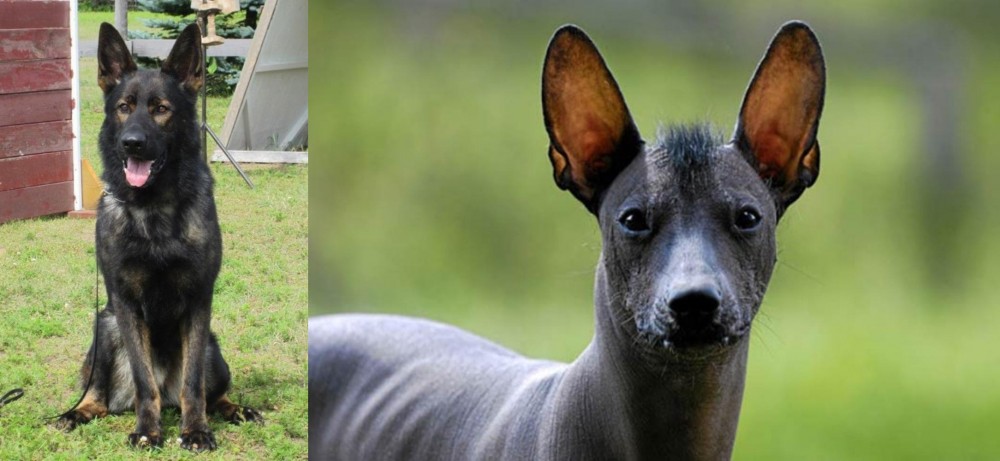 Mexican Hairless vs East German Shepherd - Breed Comparison