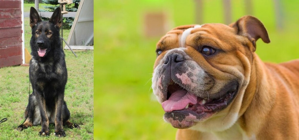 Miniature English Bulldog vs East German Shepherd - Breed Comparison