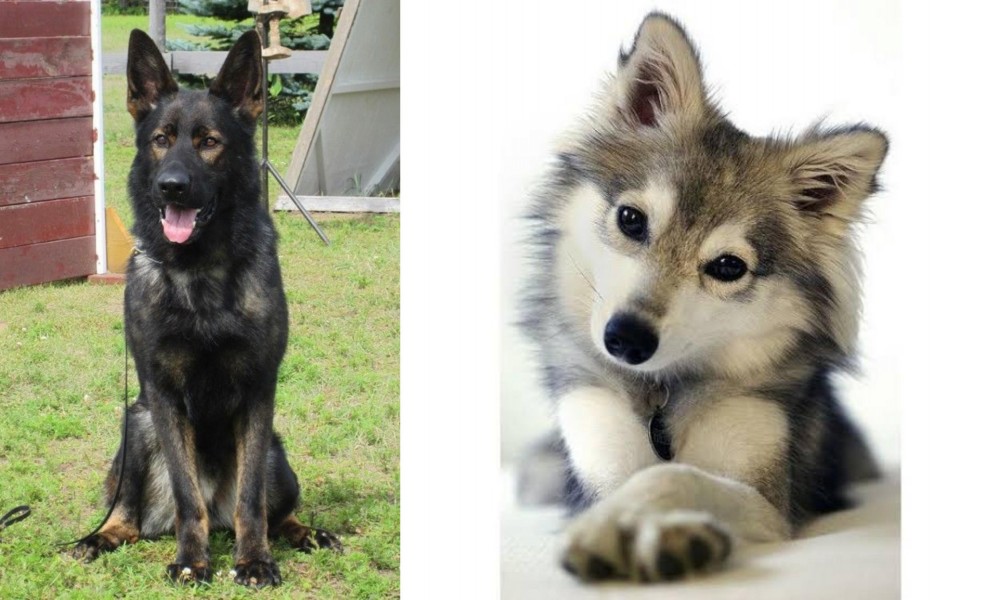 Miniature Siberian Husky vs East German Shepherd - Breed Comparison