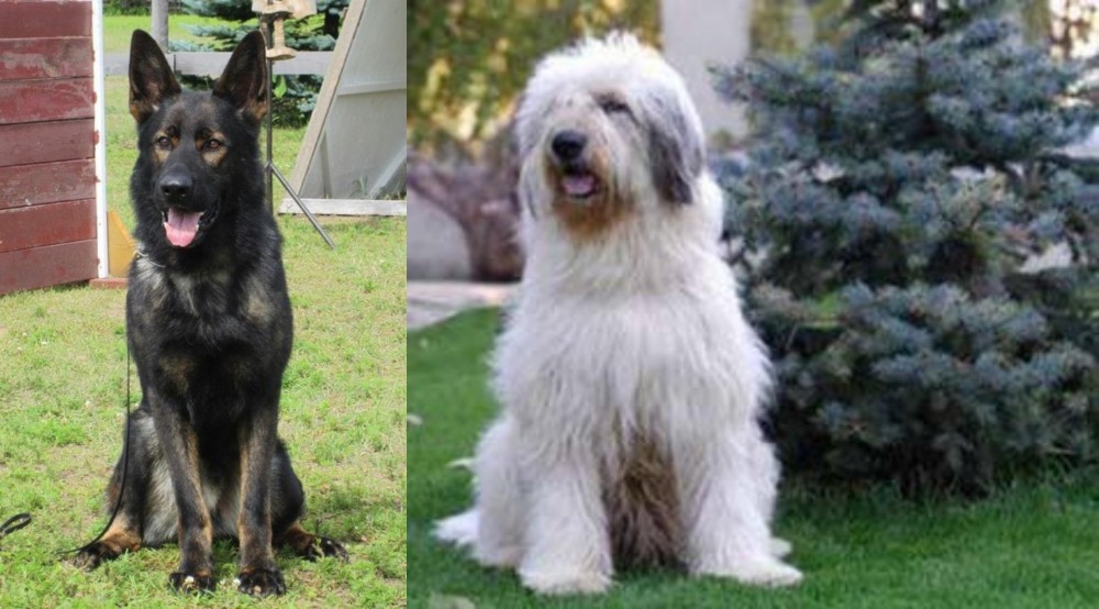 Mioritic Sheepdog vs East German Shepherd - Breed Comparison