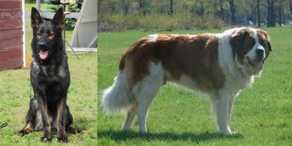 Moscow Watchdog vs East German Shepherd - Breed Comparison