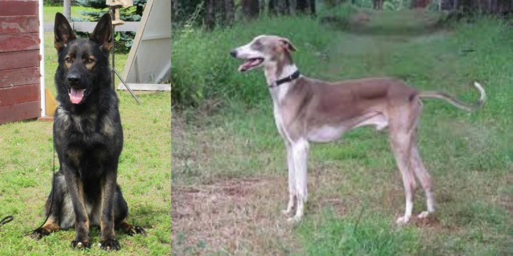 Mudhol Hound vs East German Shepherd - Breed Comparison