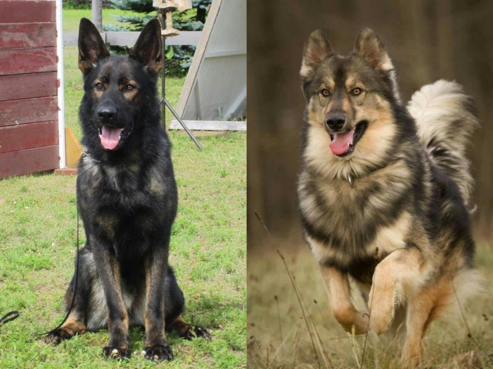 Native American Indian Dog vs East German Shepherd - Breed Comparison