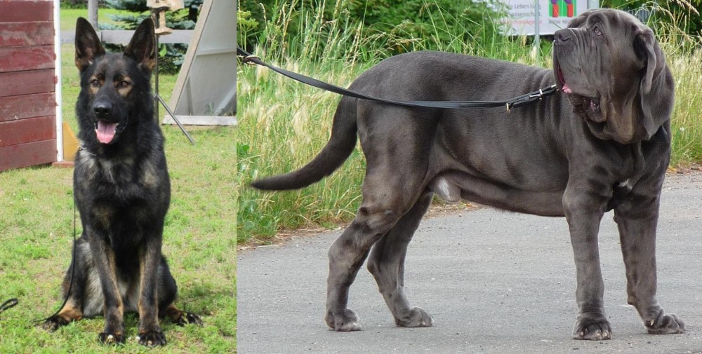 Neapolitan Mastiff vs East German Shepherd - Breed Comparison