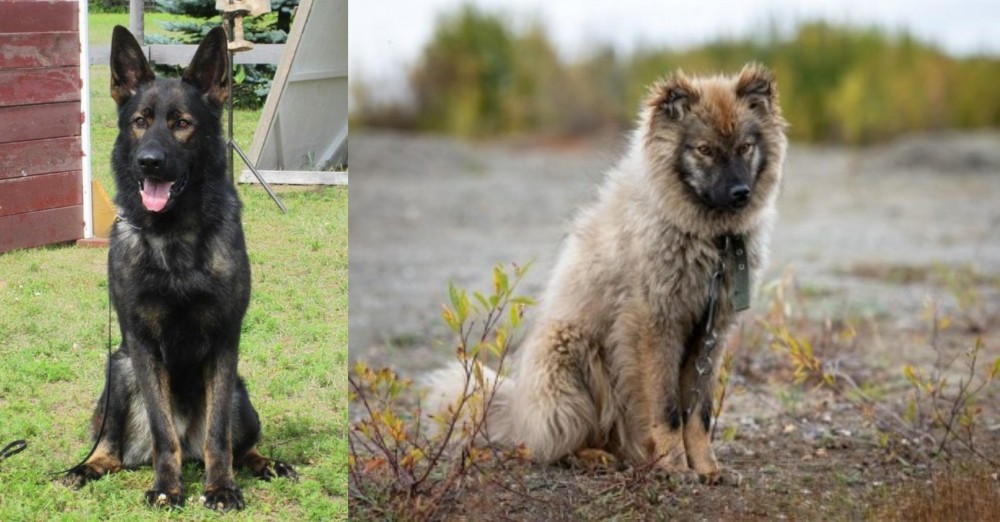 Nenets Herding Laika vs East German Shepherd - Breed Comparison