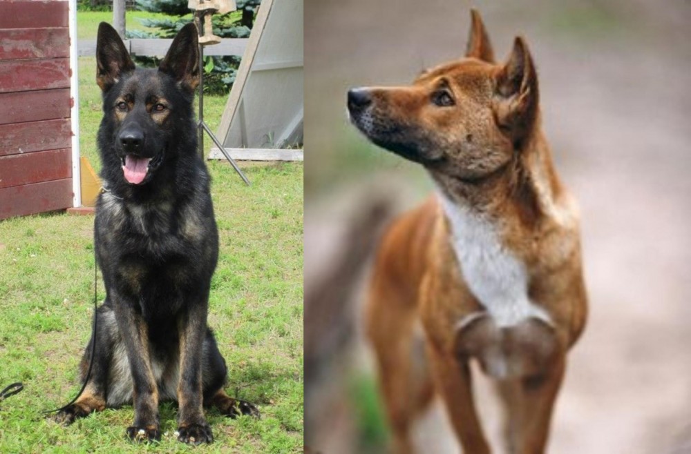 New Guinea Singing Dog vs East German Shepherd - Breed Comparison