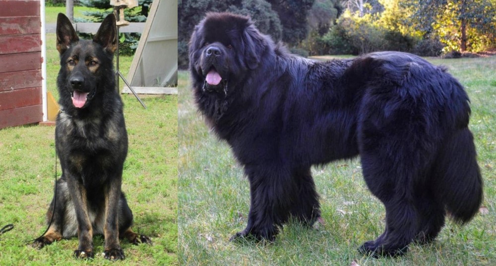 Newfoundland Dog vs East German Shepherd - Breed Comparison