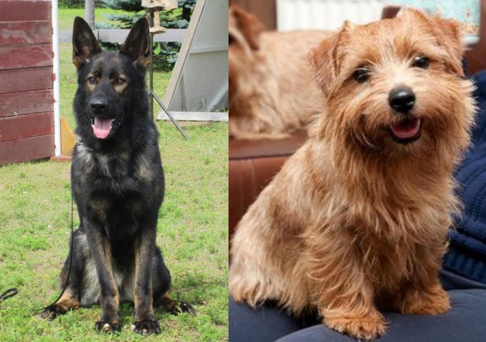 Norfolk Terrier vs East German Shepherd - Breed Comparison