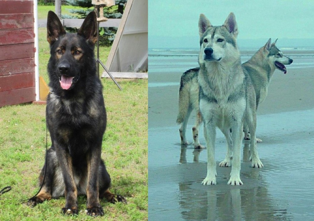 Northern Inuit Dog vs East German Shepherd - Breed Comparison