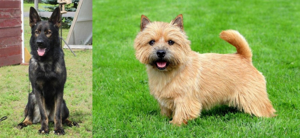 Norwich Terrier vs East German Shepherd - Breed Comparison