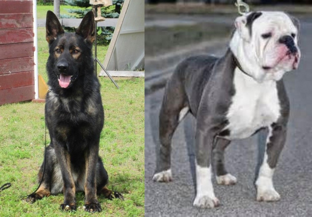Old English Bulldog vs East German Shepherd - Breed Comparison