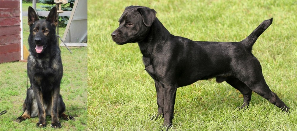 Patterdale Terrier vs East German Shepherd - Breed Comparison