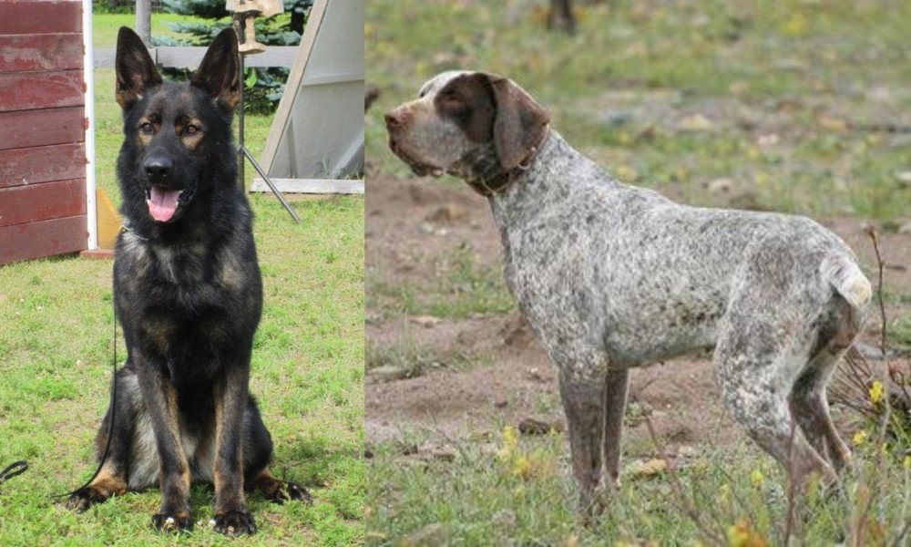 Perdiguero de Burgos vs East German Shepherd - Breed Comparison