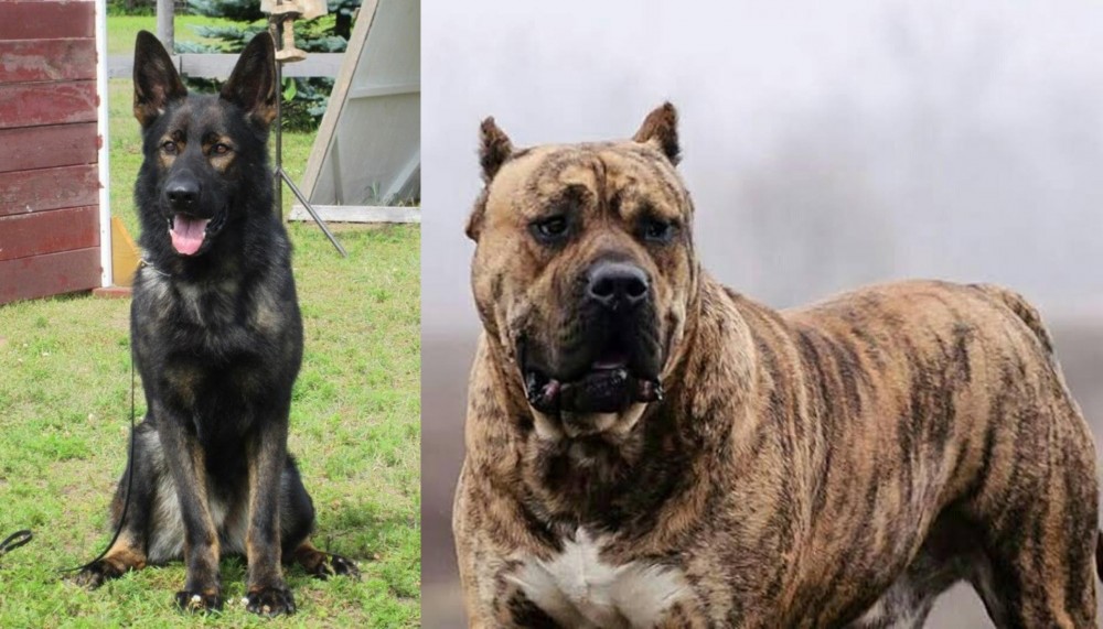 Perro de Presa Canario vs East German Shepherd - Breed Comparison