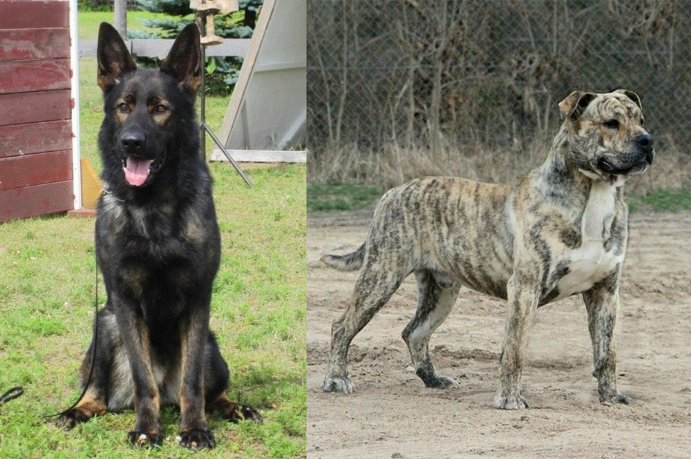 Perro de Presa Mallorquin vs East German Shepherd - Breed Comparison