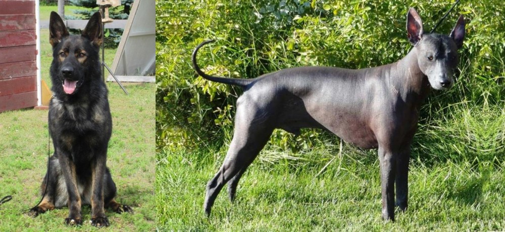 Peruvian Hairless vs East German Shepherd - Breed Comparison