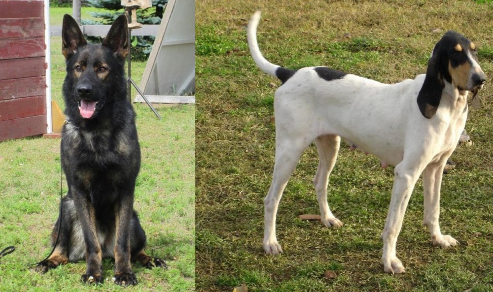 Petit Gascon Saintongeois vs East German Shepherd - Breed Comparison