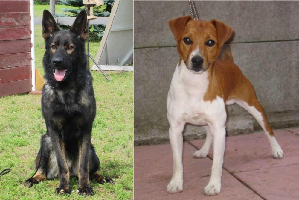 Plummer Terrier vs East German Shepherd - Breed Comparison