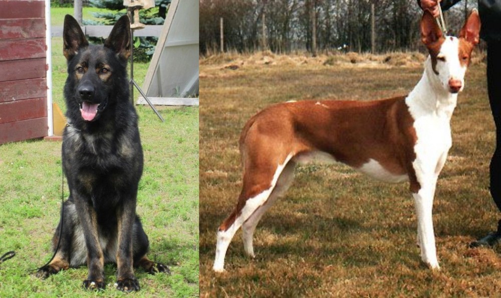 Podenco Canario vs East German Shepherd - Breed Comparison