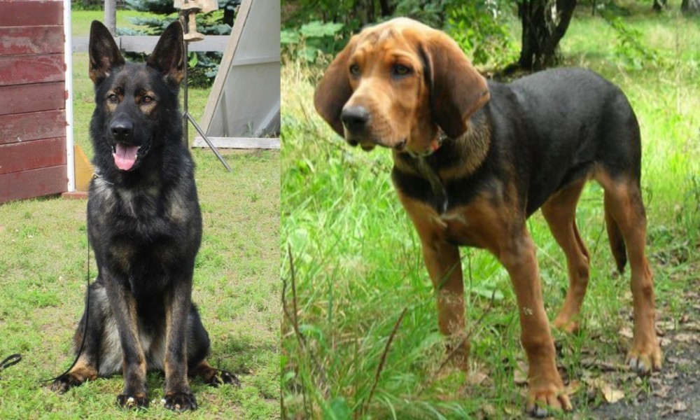 Polish Hound vs East German Shepherd - Breed Comparison