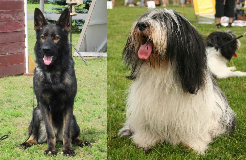 Polish Lowland Sheepdog vs East German Shepherd - Breed Comparison