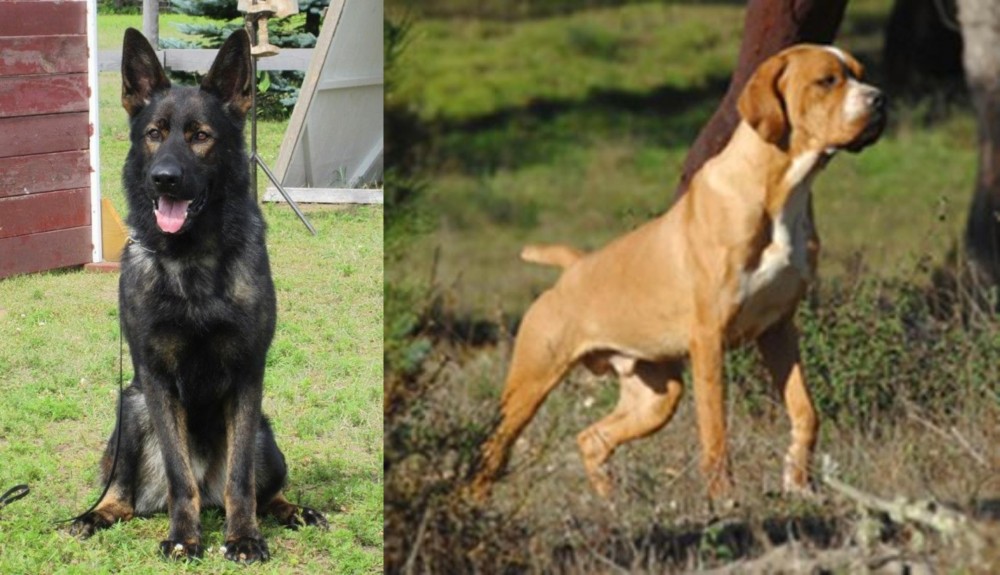 Portuguese Pointer vs East German Shepherd - Breed Comparison