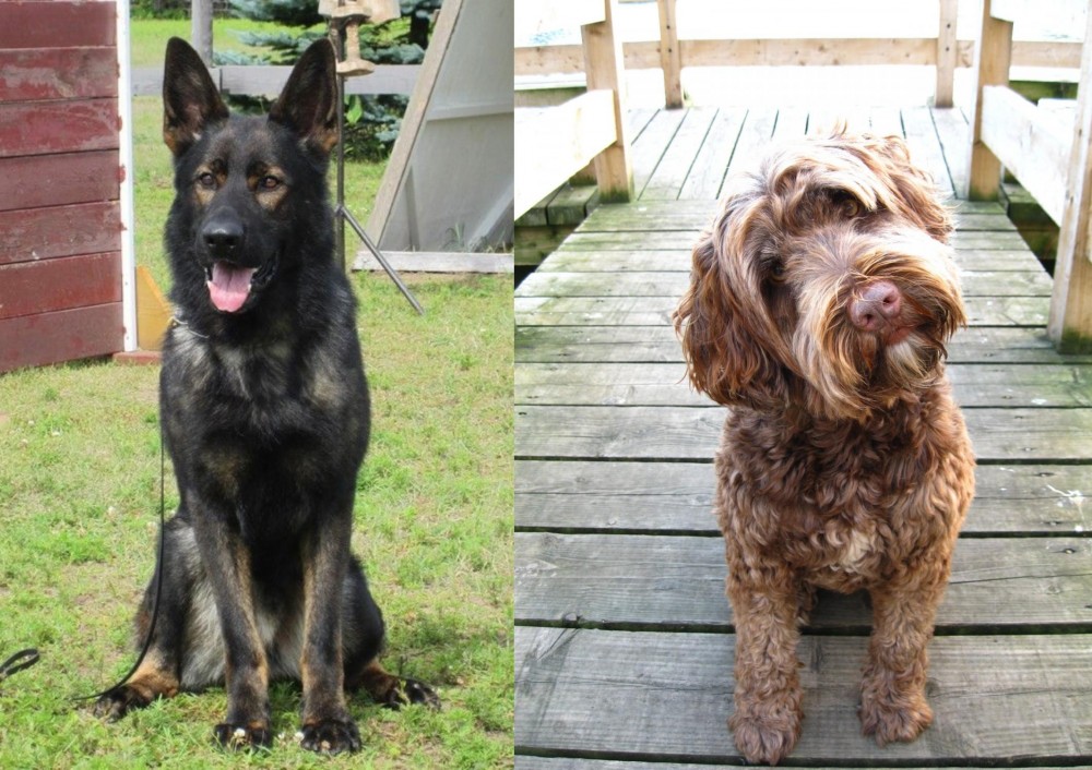 Portuguese Water Dog vs East German Shepherd - Breed Comparison