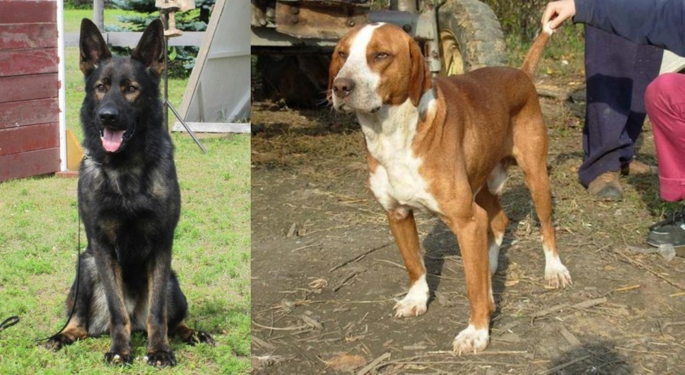 Posavac Hound vs East German Shepherd - Breed Comparison
