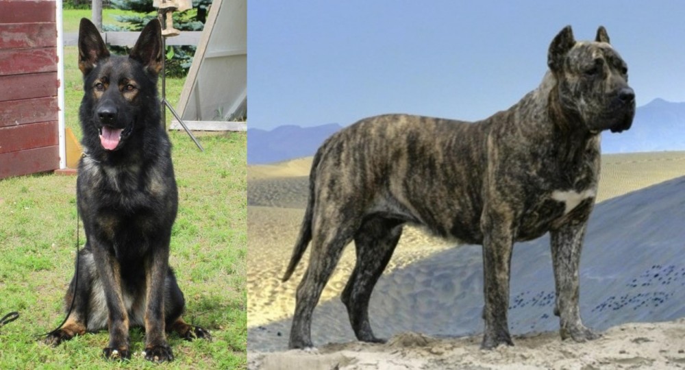 Presa Canario vs East German Shepherd - Breed Comparison