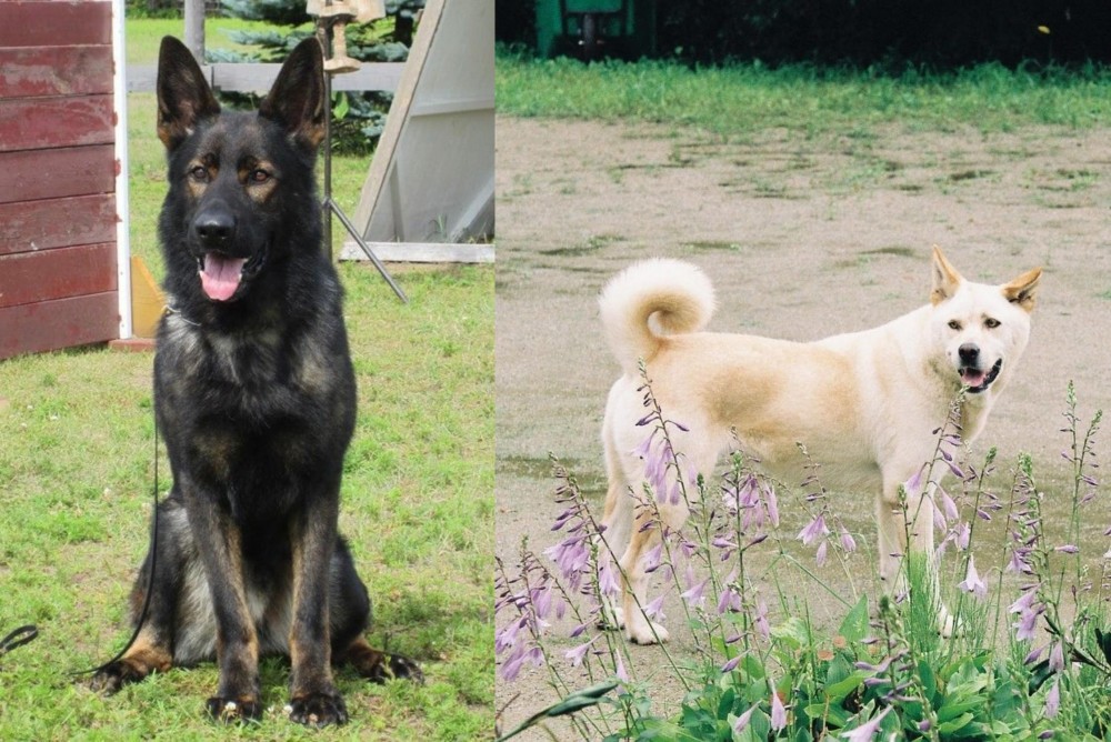 Pungsan Dog vs East German Shepherd - Breed Comparison
