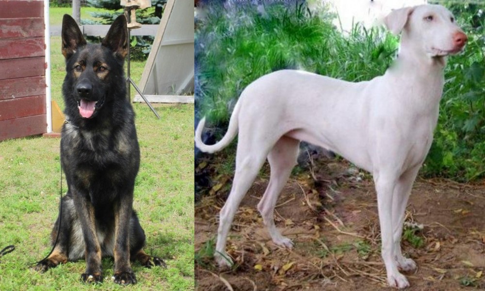 Rajapalayam vs East German Shepherd - Breed Comparison