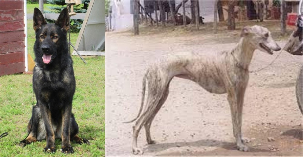 Rampur Greyhound vs East German Shepherd - Breed Comparison