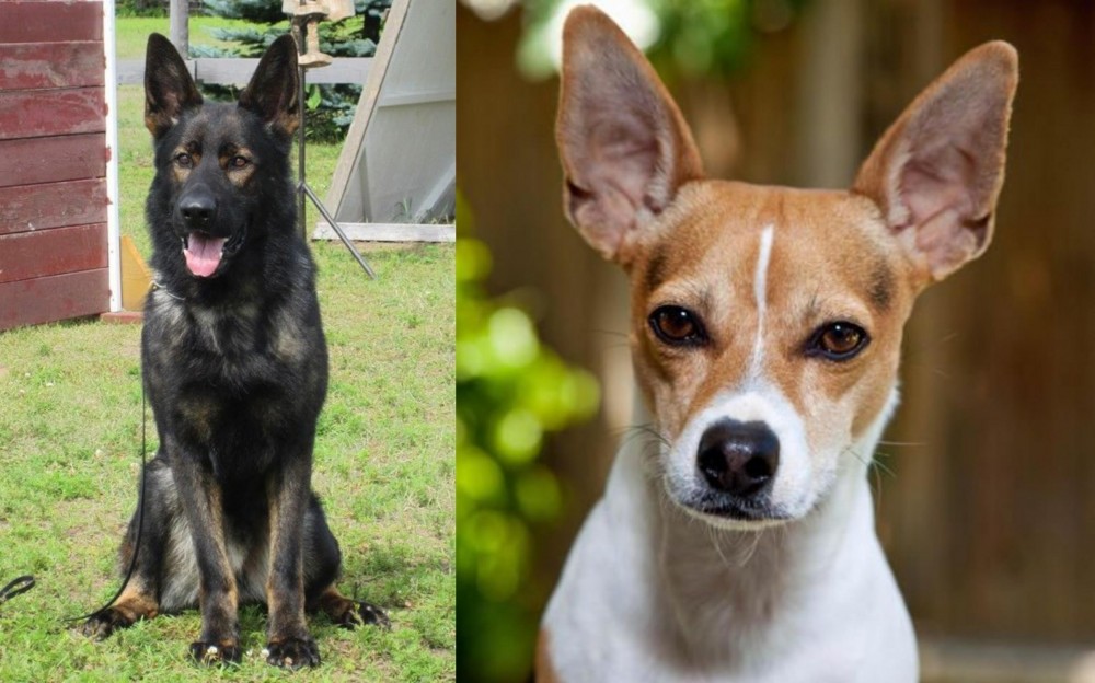 Rat Terrier vs East German Shepherd - Breed Comparison