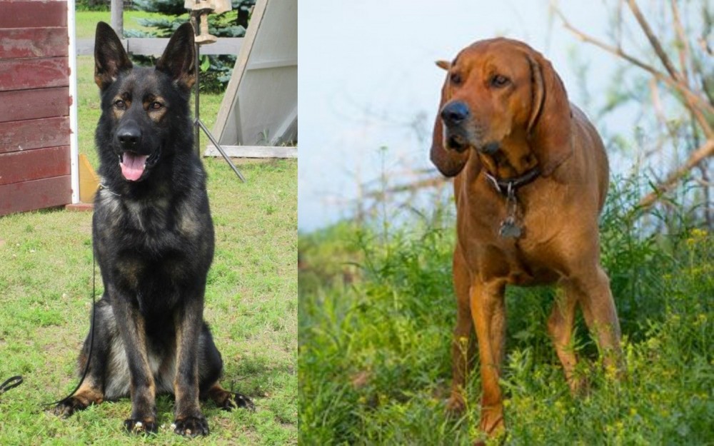 Redbone Coonhound vs East German Shepherd - Breed Comparison